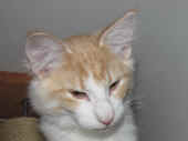 2tristan_20wo_2.jpg.jpg (110211 Byte)