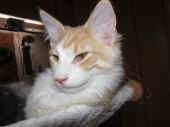 2tristan_22wo_1.jpg.jpg (111706 Byte)