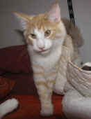 2tristan_25wo_2.jpg.jpg (109533 Byte)