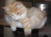 2tristan_34wo_1.jpg.jpg (101682 Byte)