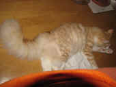 2tristan_36wo_4.jpg.jpg (121479 Byte)