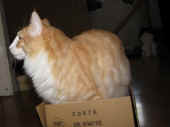 2tristan_42wo_3.jpg.jpg (104291 Byte)