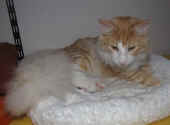 2tristan_45wo_5.jpg.jpg (104888 Byte)