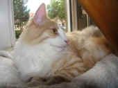 2tristan_48wo_1.jpg.jpg (123769 Byte)