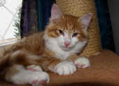 3tomcat_12wo_2.jpg.jpg (138257 Byte)