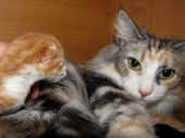 3tomcat_1t_6.jpg.jpg (146606 Byte)