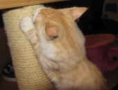 3tristan_23wo_3.jpg.jpg (149796 Byte)