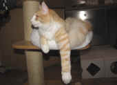 3tristan_34wo_4.jpg.jpg (104868 Byte)