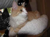 3tristan_39wo_3.jpg.jpg (137861 Byte)
