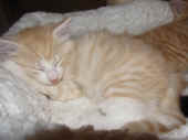 3tristan_46t_1.jpg.jpg (122279 Byte)