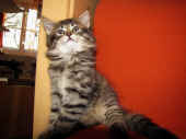 4tarzan_8wo_12.jpg.jpg (165769 Byte)
