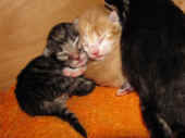 4tarzan_tomcat_1t_1.jpg.jpg (156060 Byte)