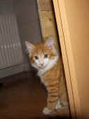 5tomcat_13wo_1.jpg.jpg (127150 Byte)