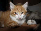 5tomcat_14wo_1.jpg.jpg (115657 Byte)