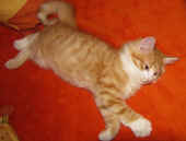 5tomcat_74t_1.jpg.jpg (153092 Byte)