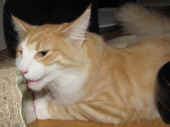 5tristan_35wo_3.jpg.jpg (116994 Byte)