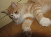5tristan_48wo_4.jpg.jpg (130362 Byte)