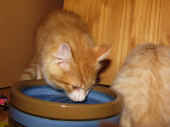 6tomcat_13wo_4.jpg.jpg (134346 Byte)