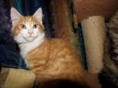 6tomcat_14wo_4.jpg.jpg (159496 Byte)
