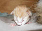 6tristan_1t_3.jpg.jpg (135051 Byte)
