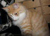 6tristan_48wo_5.jpg.jpg (118868 Byte)