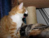7tomcat_14wo_olympia_2.jpg.jpg (158327 Byte)