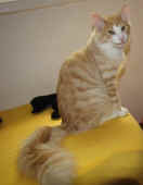 7tristan_27wo_2.jpg.jpg (136892 Byte)