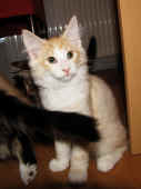7tristan _13wo_1.jpg.jpg (156175 Byte)