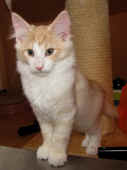 8tristan_12wo_3.jpg.jpg (147958 Byte)