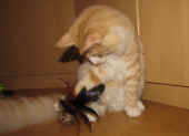 8tristan_32wo_2.jpg.jpg (119876 Byte)