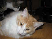 8tristan_35wo_7.jpg.jpg (115844 Byte)