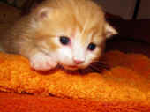 9tomcat_2wo_8.jpg.jpg (165602 Byte)
