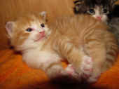 9tomcat_3wo_2.jpg.jpg (138538 Byte)