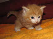 9tomcat_4wo_2.jpg.jpg (126574 Byte)