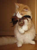 9tristan_32wo_3.jpg.jpg (138037 Byte)