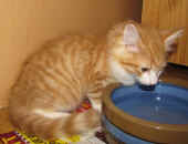 tomcat_10wo_2.jpg.jpg (150881 Byte)