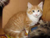 tomcat_10wo_3.jpg.jpg (140467 Byte)
