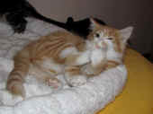 tomcat_10wo_4.jpg.jpg (118275 Byte)