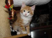 tomcat_11wo_5.jpg.jpg (149219 Byte)