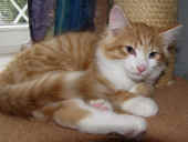 tomcat_12wo_5.jpg.jpg (1319663 Byte)
