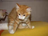 tomcat_13wo_7.jpg.jpg (139785 Byte)