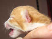 tomcat_1t_7.jpg.jpg (155020 Byte)