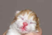 tomcat_1t_8.jpg.jpg (101435 Byte)