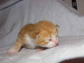 tomcat_1wo_2.jpg.jpg (113918 Byte)