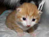 tomcat_2wo_3.jpg.jpg (120872 Byte)