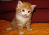 tomcat_4wo_5.jpg.jpg (111491 Byte)
