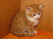 tomcat_5wo_6.jpg.jpg (140015 Byte)
