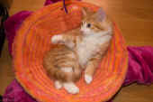 tomcat_64t_ha_2.jpg.jpg (210008 Byte)
