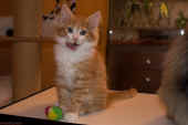 tomcat_64t_ha_6.jpg.jpg (134808 Byte)