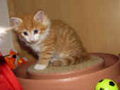tomcat_6wo_5.jpg.jpg (121308 Byte)